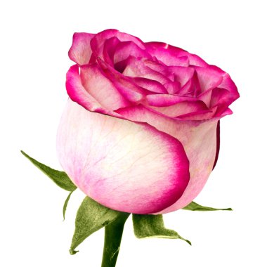 gül yaprakları üzerinde beyaz izole ile