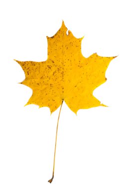 Sonbahar Yaprakları