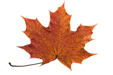 Sonbahar Yaprakları