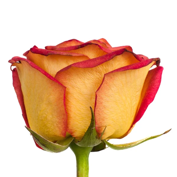 Rose med blad isolerad på vit — Stockfoto