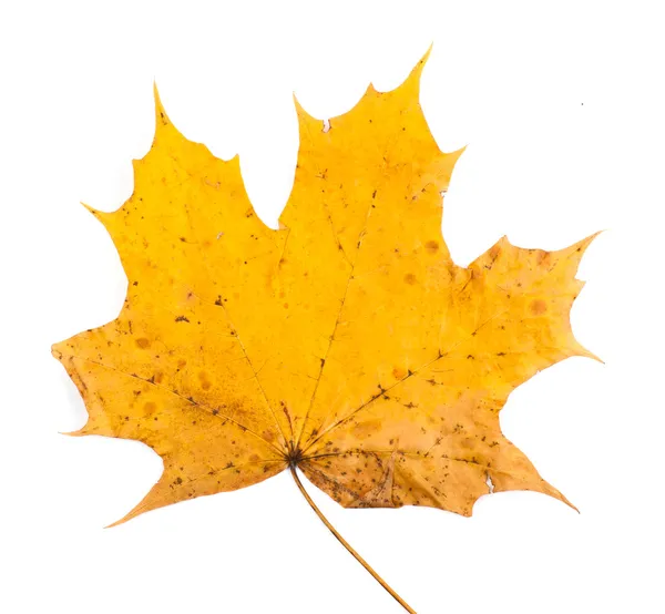 Sonbahar Yaprakları