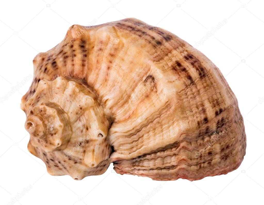 marine seashell isolated on white background