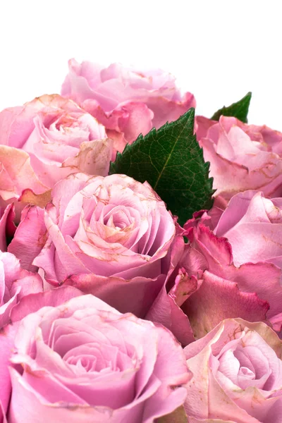 Beautiful bouquet of pink roses — Stock Photo, Image