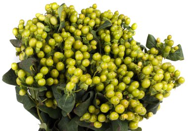 Hypericum çilek