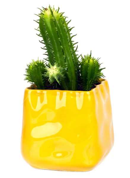 Cactus — Stockfoto