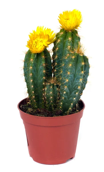 Cactus — Stockfoto