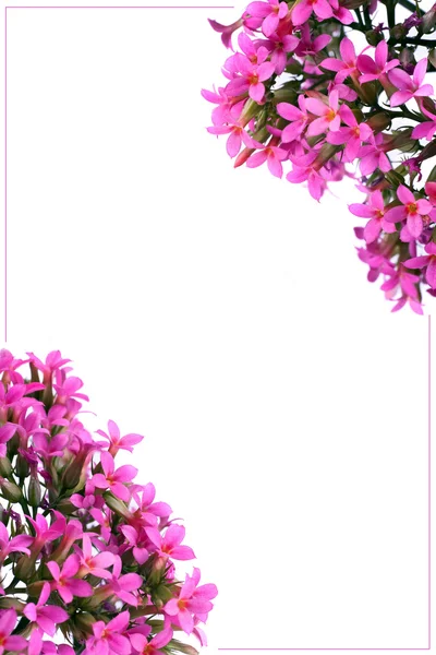 Spring flowering branches — Stock Photo, Image