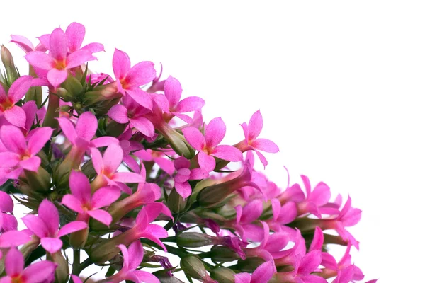 Bahar çiçekli dallar