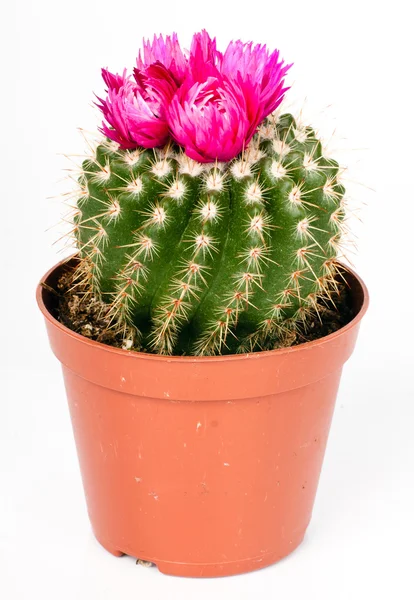 Kaktus Obraz Stockowy