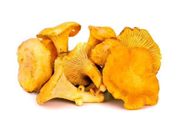 sonbahar chanterelles mantar