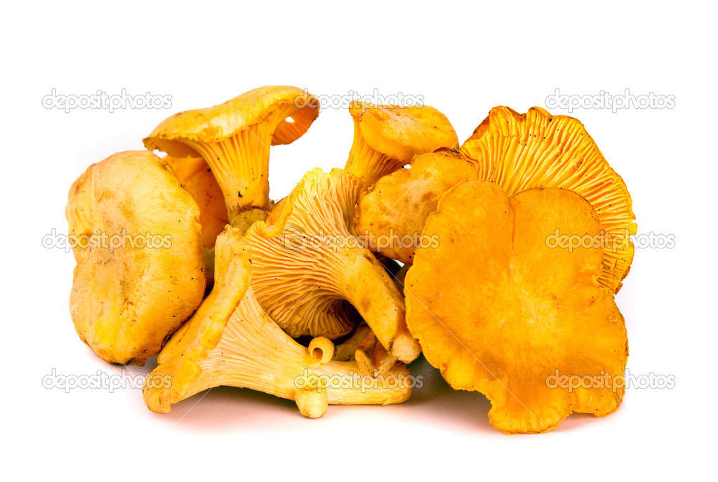 Autumn chanterelles mushrooms