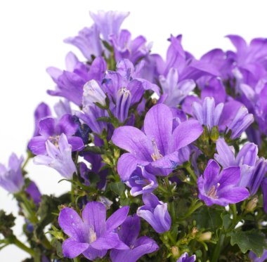 çan çiçeği bellflowers