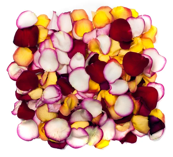 arka plan gül yaprakları