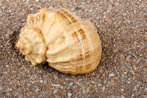 Cockleshell på sand — Stockfoto