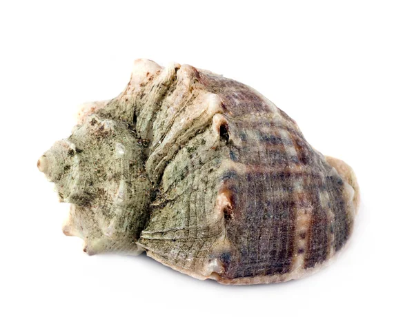 Marine seashell isolated on white background — Stock Photo, Image
