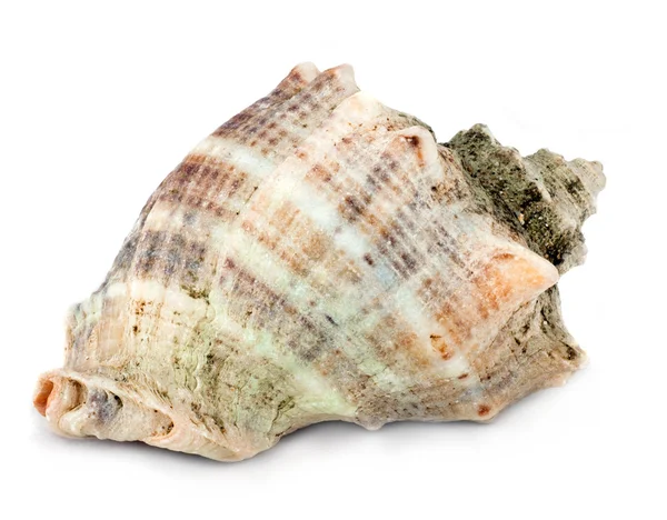 Marine seashell isolated on white background — Stock Photo, Image