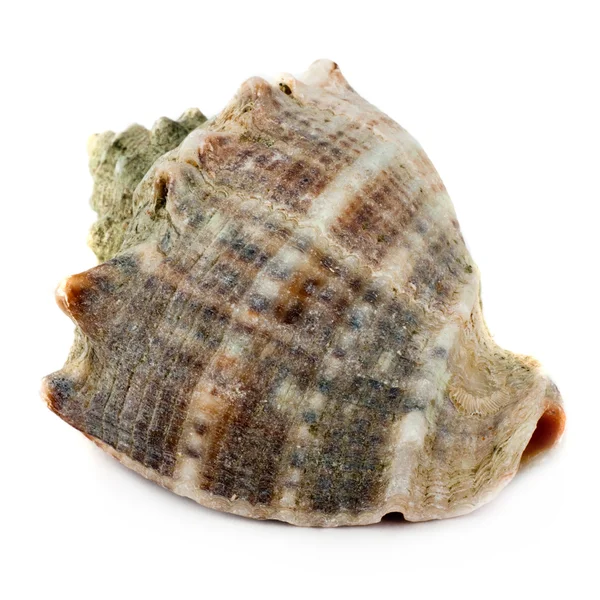 白い背景に隔離された海洋貝殻は — ストック写真