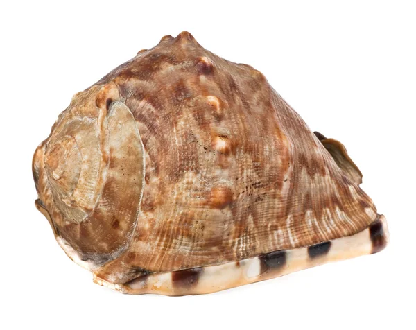 Marine seashell isolated on white background — Stock Photo, Image