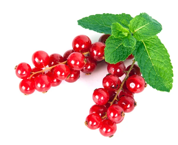 Red currant Royalty Free Stock Images