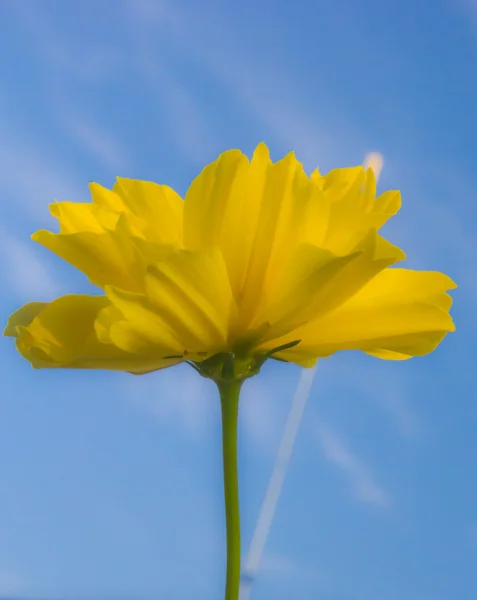 Cosmos flowers — Stock Photo, Image