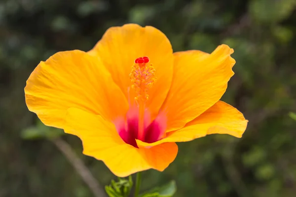 Sarı hibiscus çiçek.