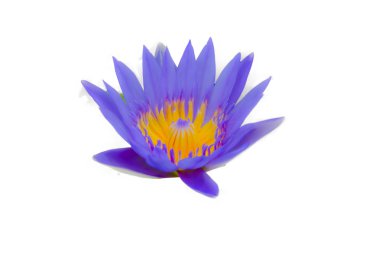 Lotus beyaz zemin üzerine.