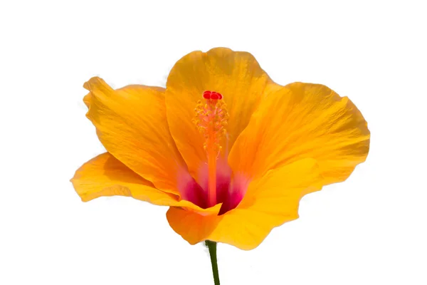 Yellow hibiscus flower onLotus on White background. — Stock Photo, Image