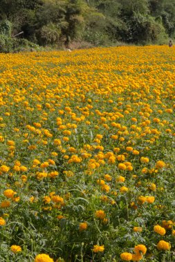 Sarı kadife çiçeği