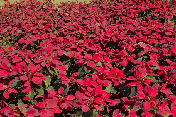 Flores de Navidad . —  Fotos de Stock