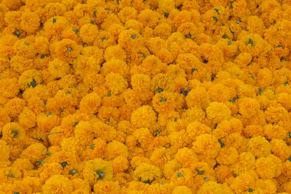 Yellow marigold — Stock Photo, Image