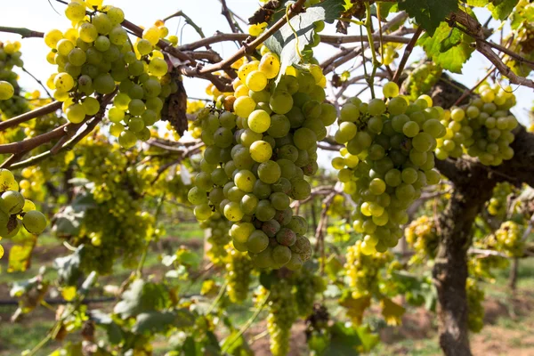 葡萄酒酿酒葡萄种植的葡萄. — 图库照片