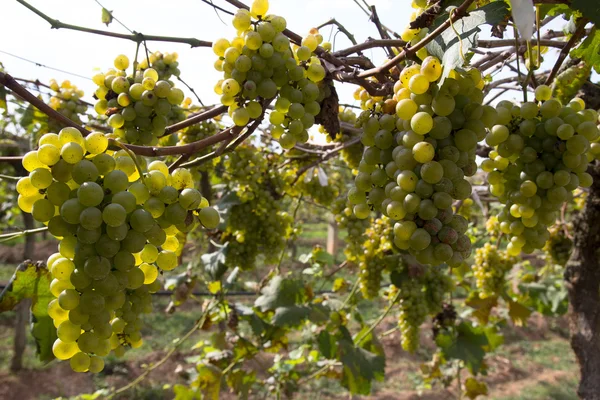 Trauben für die Weinherstellung, Weinbau. — Stockfoto