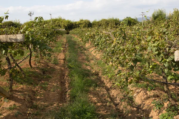Виноград для виноробства, вирощування винограду . — стокове фото