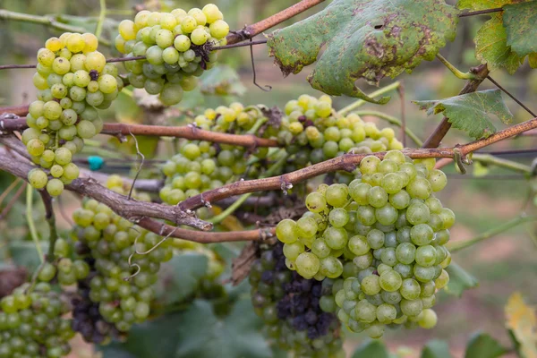 Üzüm şarap yapımı, büyüyen üzüm için. — Stok fotoğraf