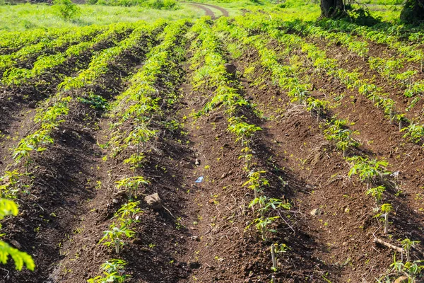 Cassava or manioc plant field in Thailand — Stock Photo, Image