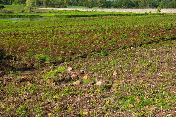 Maniok oder Maniok Pflanzenfeld in Thailand — Stockfoto