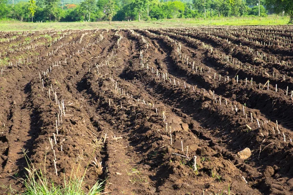 Maniok oder Maniok Pflanzenfeld in Thailand — Stockfoto