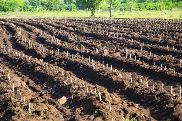 Maniok oder Maniok Pflanzenfeld in Thailand — Stockfoto