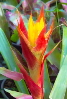 aechmea fasciata çiçek (neoregelia hybird. bilim adına)