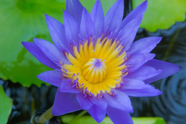 Lotus gölet