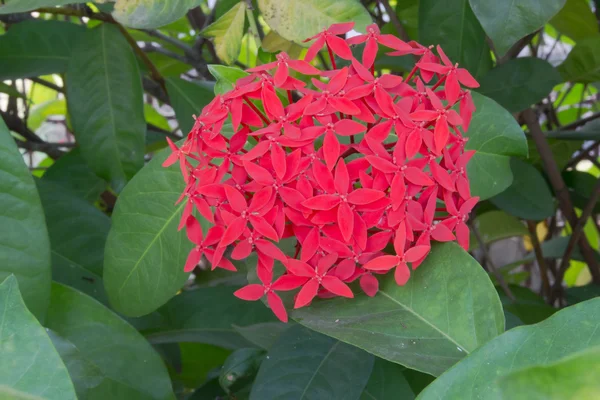 Červená ixora coccinea — Stock fotografie