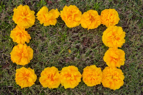 Árvore de algodão de seda amarela, Algodão amarelo — Fotografia de Stock