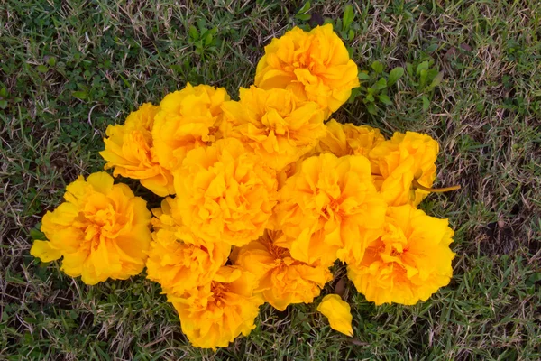 Árvore de algodão de seda amarela, Algodão amarelo — Fotografia de Stock