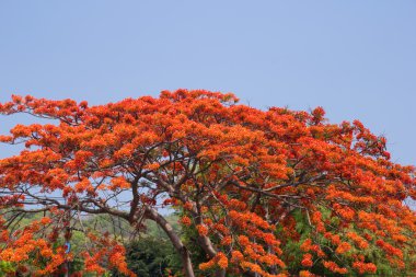 barbados, peacock's sorguç (caesalpinia pulcherrima sw gururu