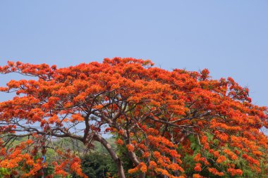 Pride of Barbados, Peacock's Crest ( Caesalpinia pulcherrima Sw clipart
