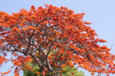 Pride of Barbados, Peacock's Crest ( Caesalpinia pulcherrima Sw clipart