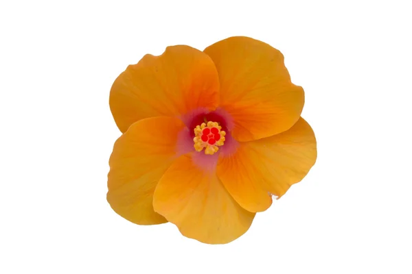 Yellow hibiscus flower. — Stock Photo, Image