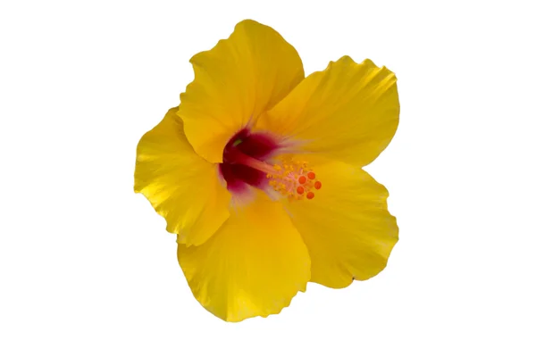 Yellow hibiscus flower. — Stock Photo, Image