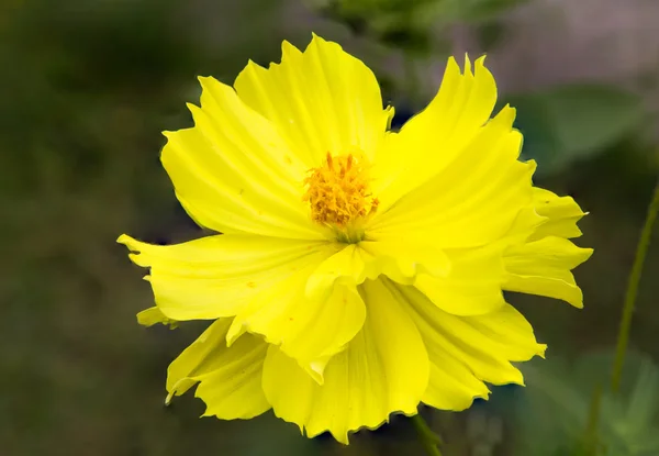 Flor del cosmos —  Fotos de Stock