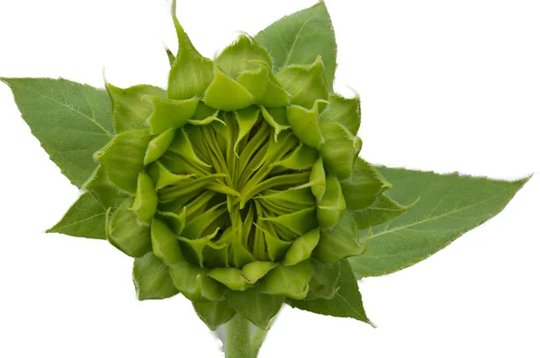 Ayçiçeği